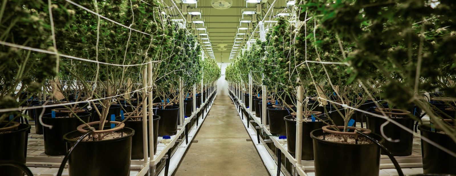 Rows of flowering cannabis plants under LED at the NSM cultivation