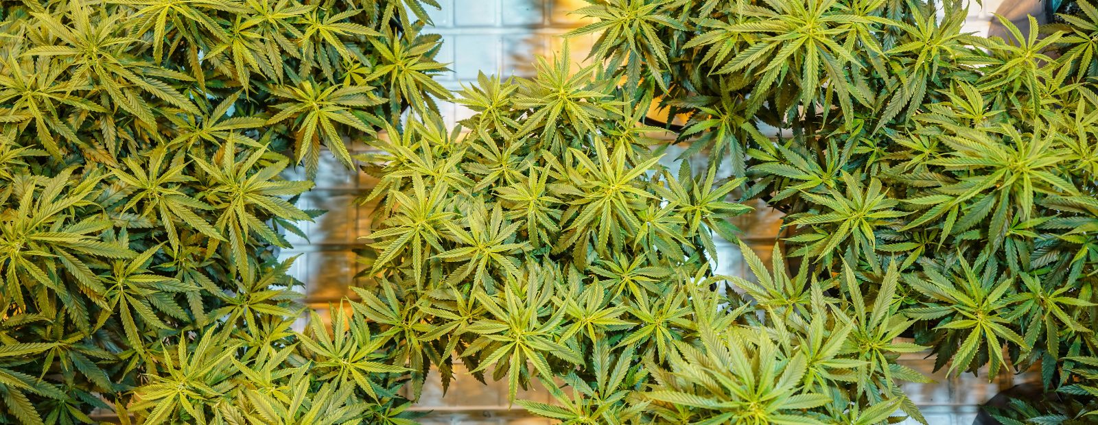 NSM cannabis canopy in flower at the cultivation