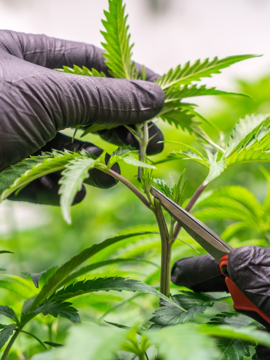 A gloved hand taking a cutting from a healthy mother plant