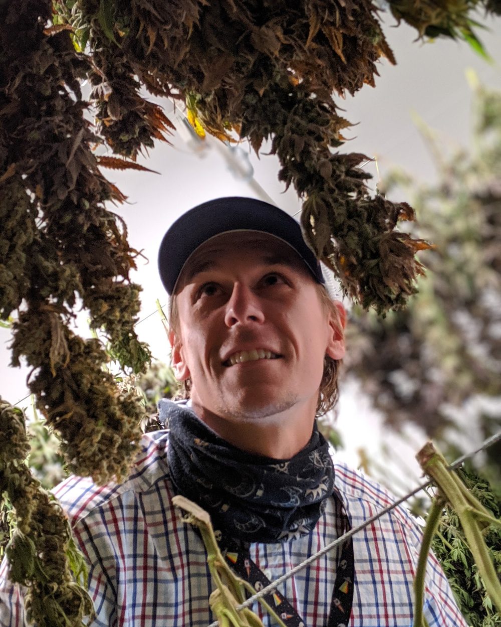 A grower checking buds hung to dry overhead