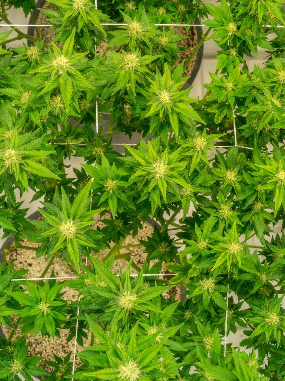 A dense flowering canopy seen from above