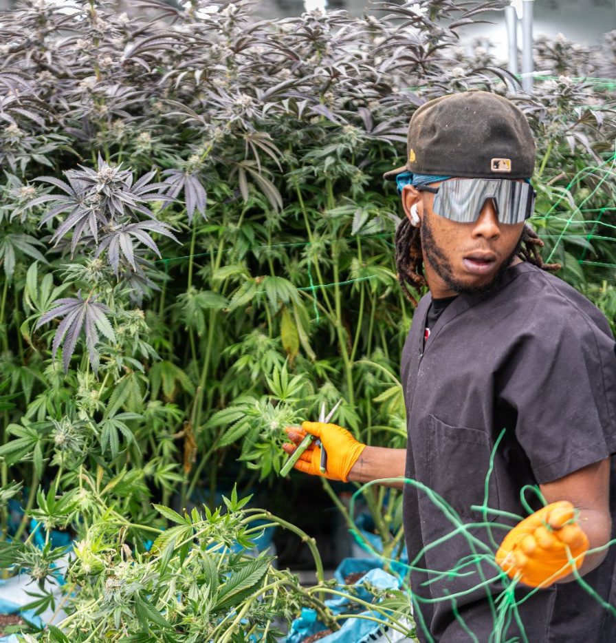 An NSM team member hand-trimming a freshly cut plant on harvest day