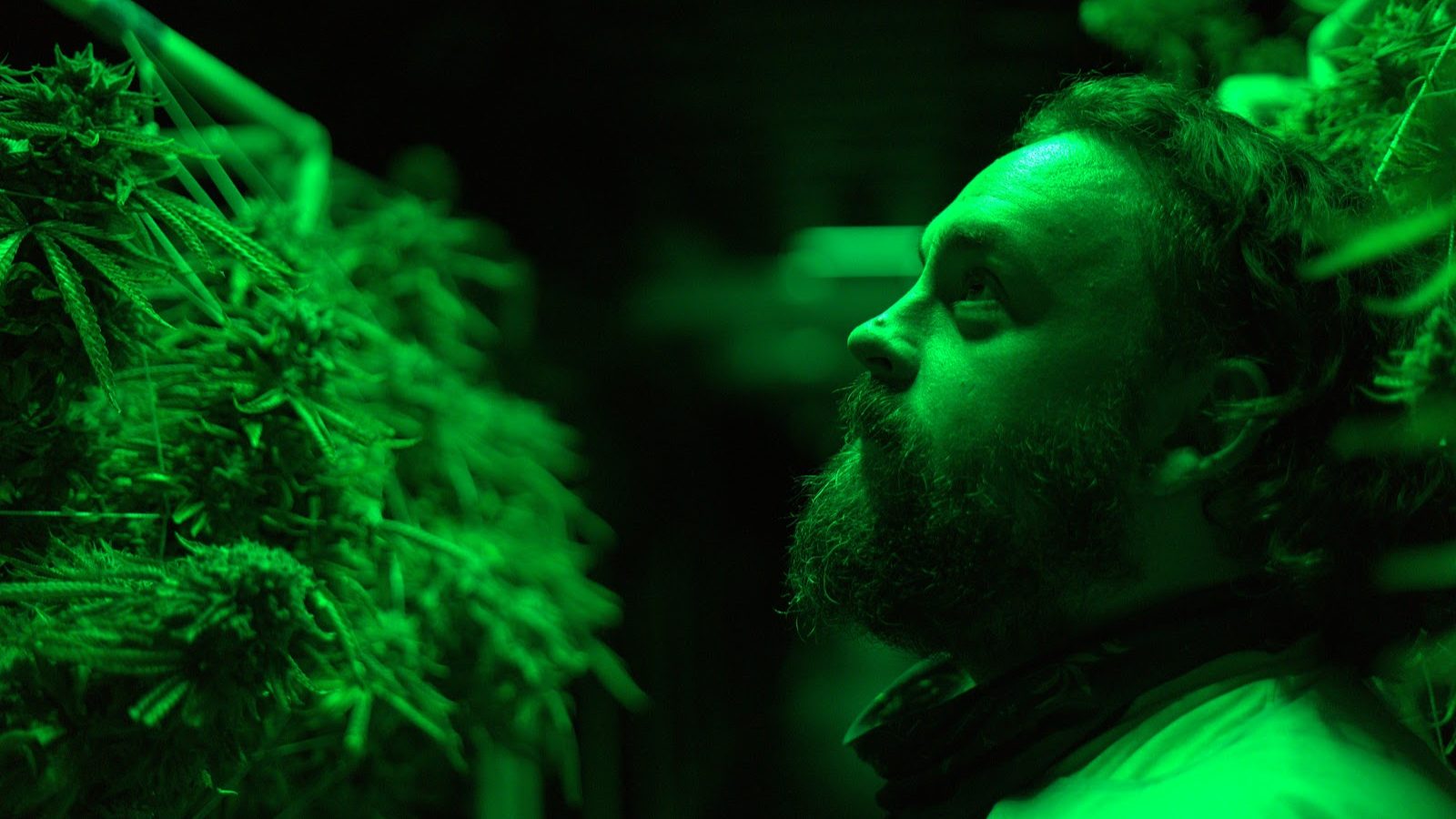 NSM cultivation