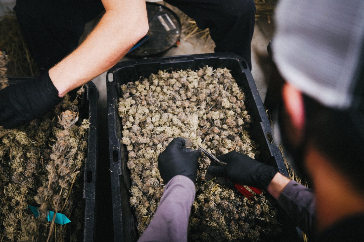 Two NSM team members hand-trimming cured buds over collection trays
