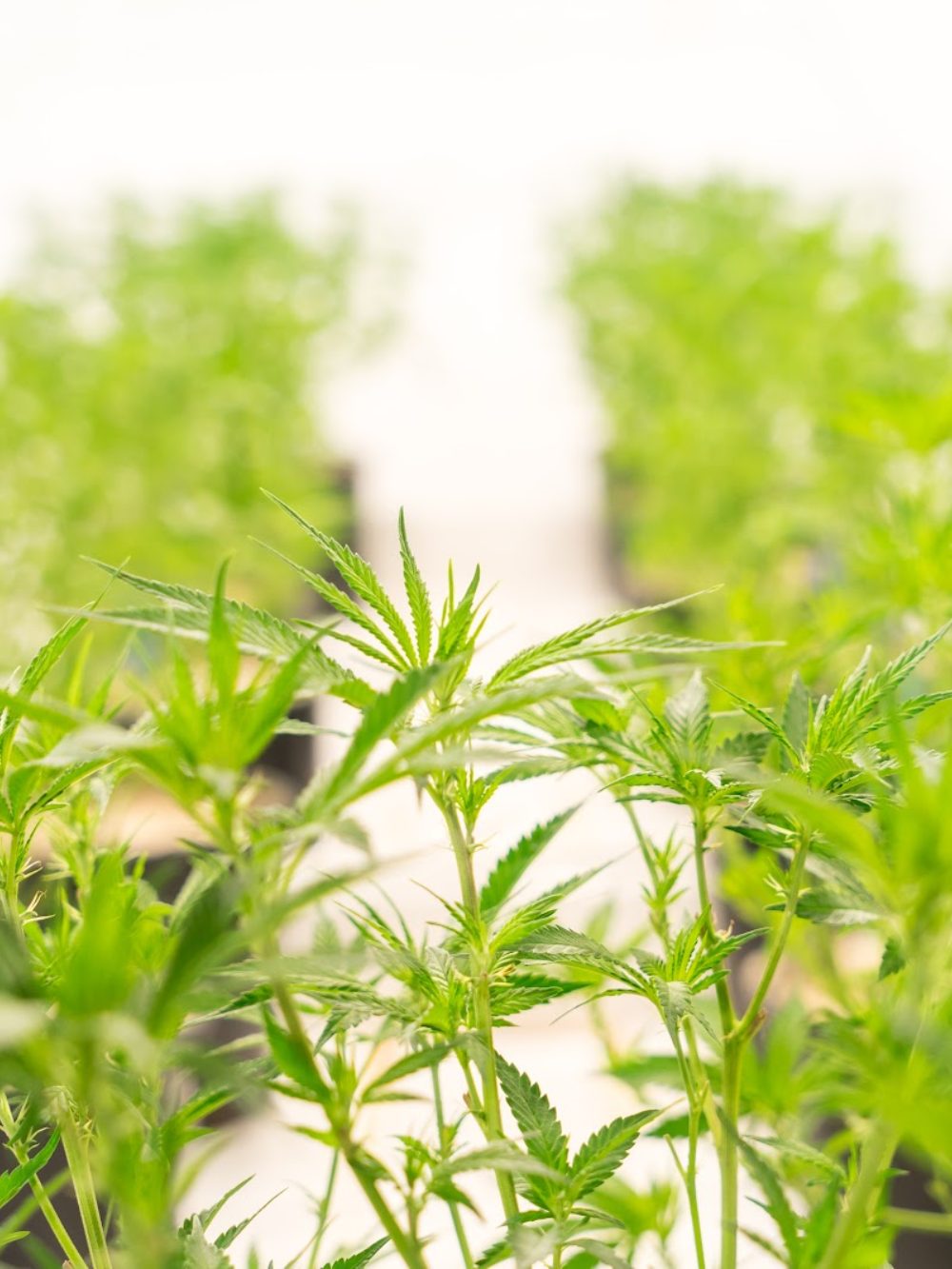 Rows of young cannabis plants in the vegetative stage under lights